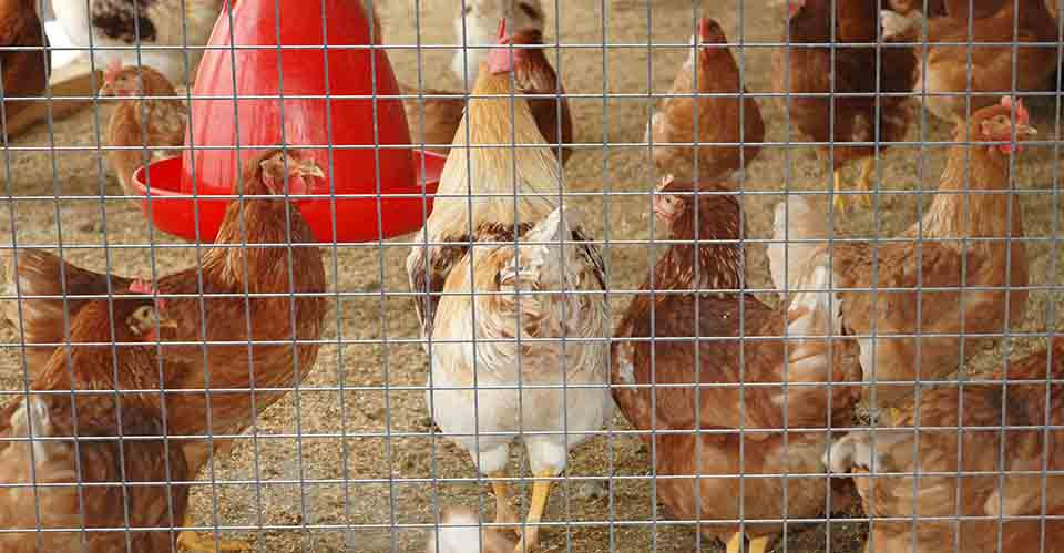 Gallinas comiendo detrás de una malla electrosoldada de cuadro pequeño