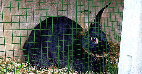 Conejo detrás de una malla electrosoldada recubierta en verde